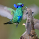 A sparkling violetear and a brown violetear display their elaborate neck side-feathers to intimidate each other and dissuade each other from using their weaponized bills, which feature teeth-like serrations and dagger-like tips.